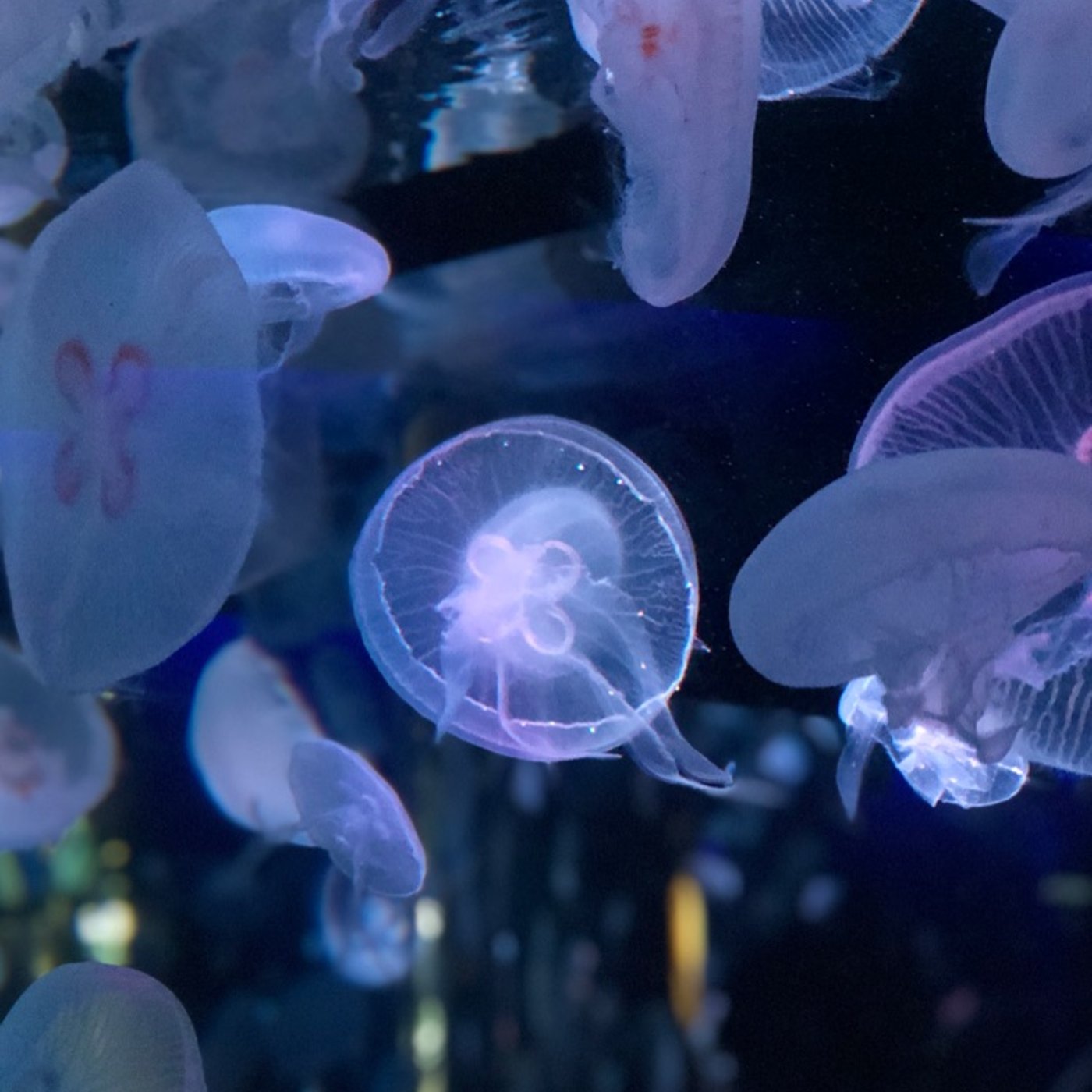 #17 ひとりごと〜京都水族館ご紹介〜 episode artwork