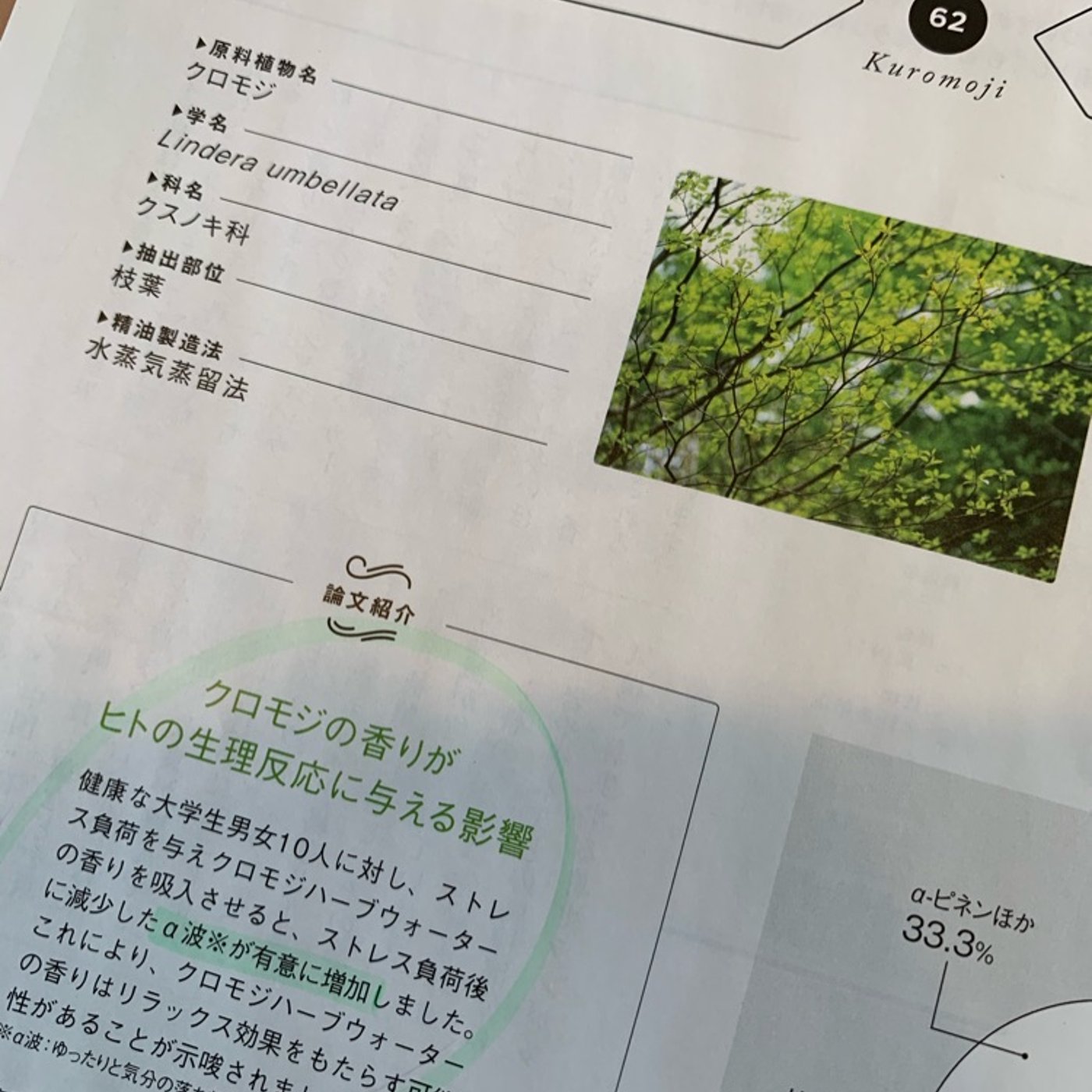 和精油界の出来杉くん「クロモジ」とは？ episode artwork