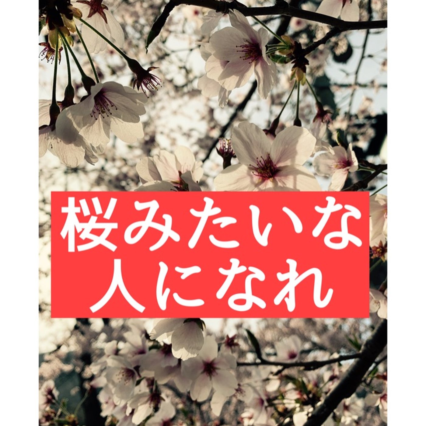 桜みたいな人になればビジネスは上手くいく episode artwork