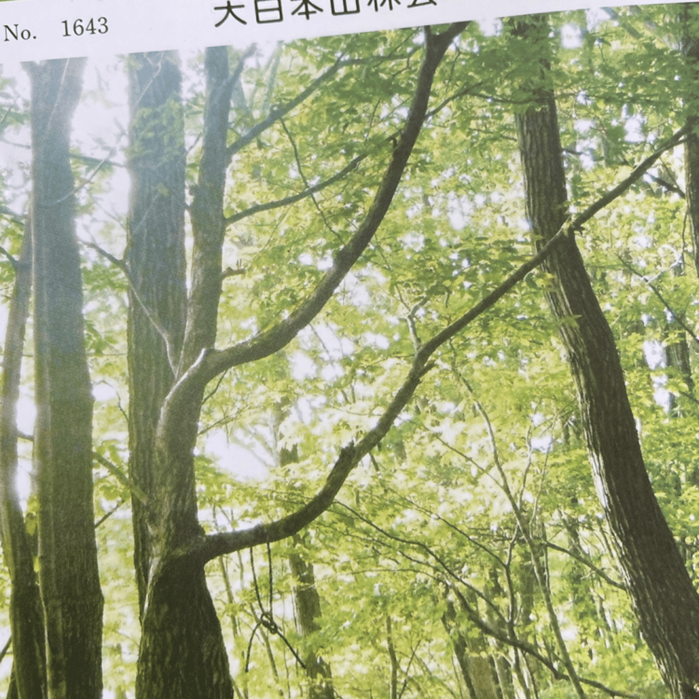 桜が見られるのはいつまでか／山林No.1643を読みながら episode artwork