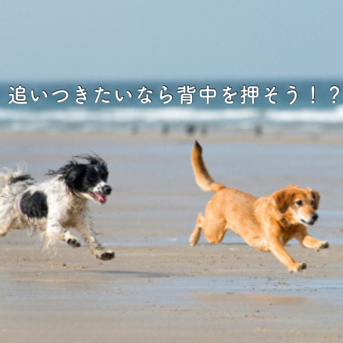 捕まえたいなら突き放せ！？ episode artwork