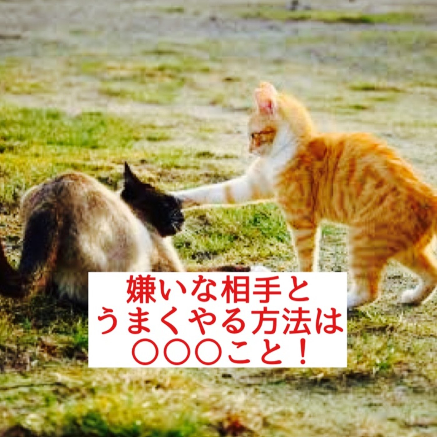 嫌いな人とうまくやる方法は？目から鱗のアドバイス！ episode artwork