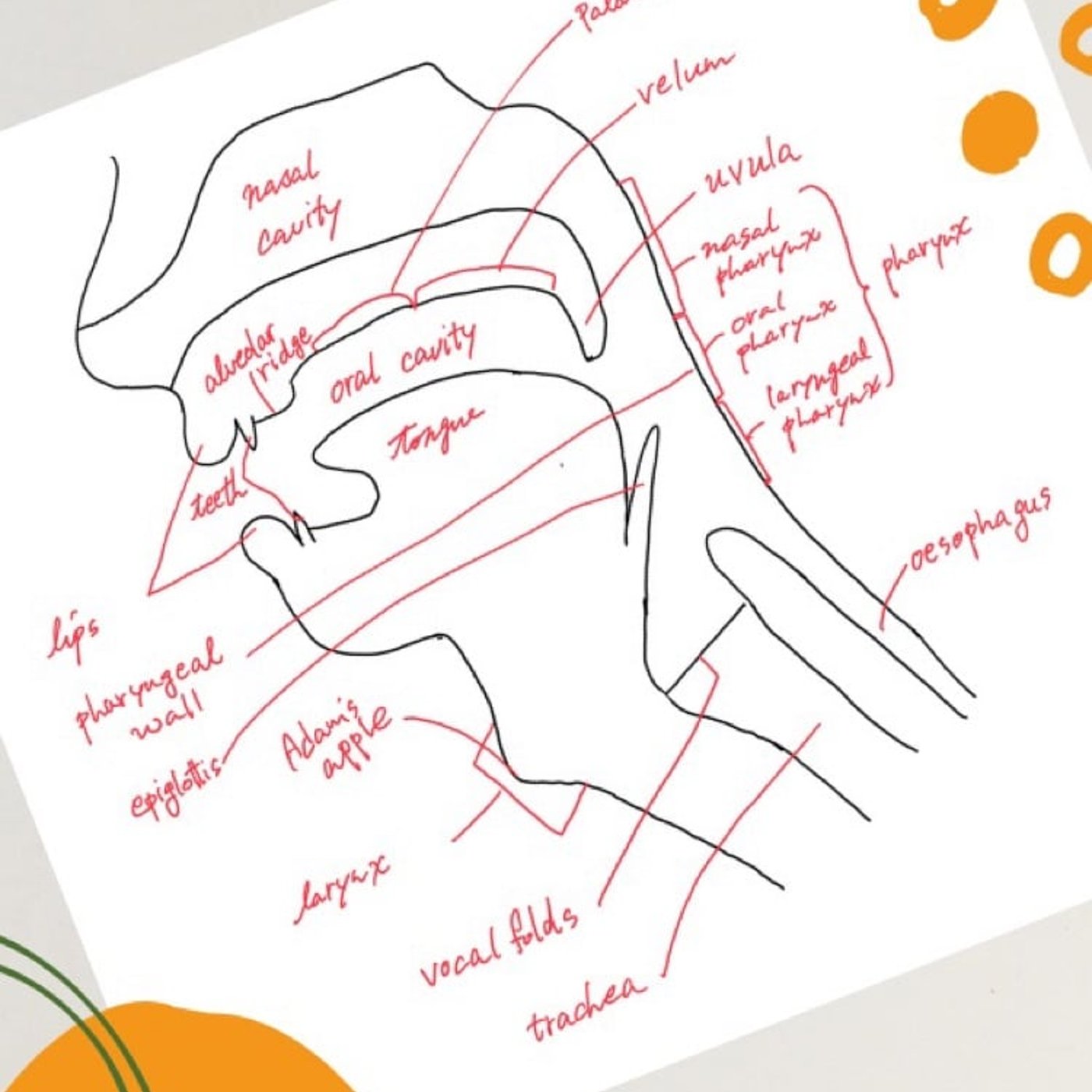 調音器官の図を描いてみよう！｜ガリレオ研究室 YouTube授業動画公開 episode artwork