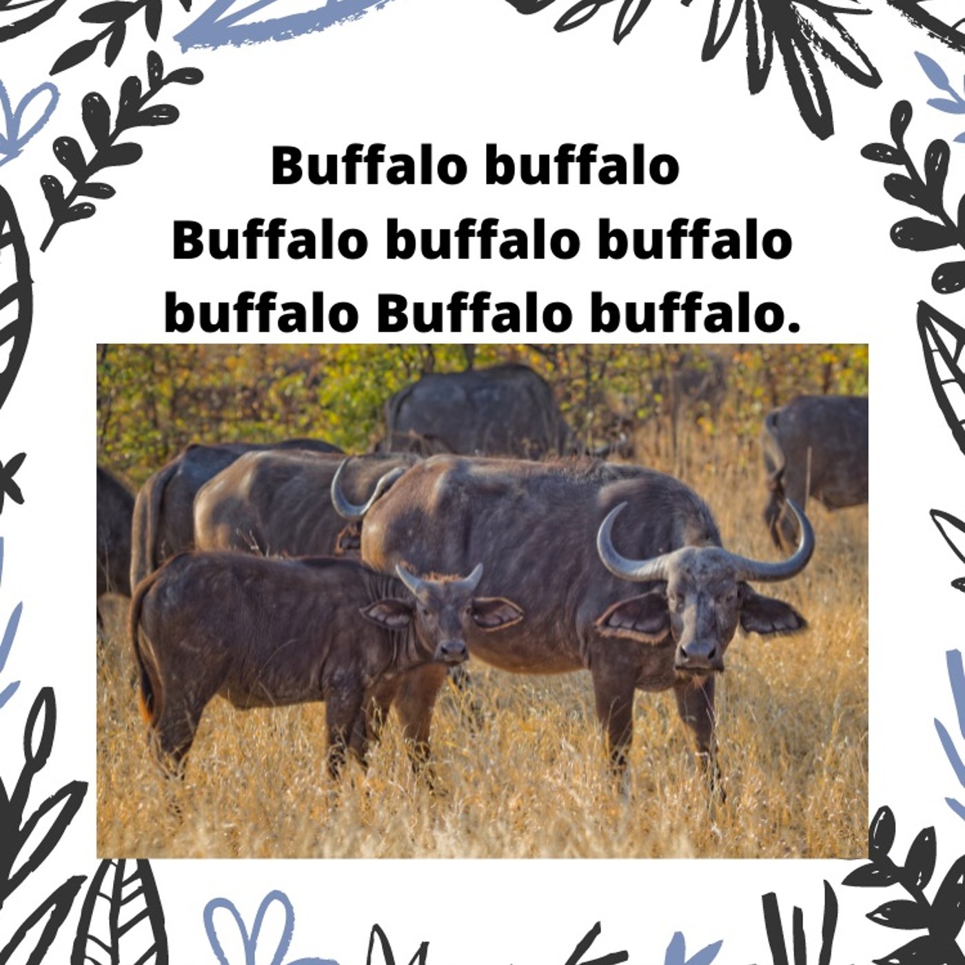 Buffalo buffalo Buffalo buffalo buffalo  episode artwork