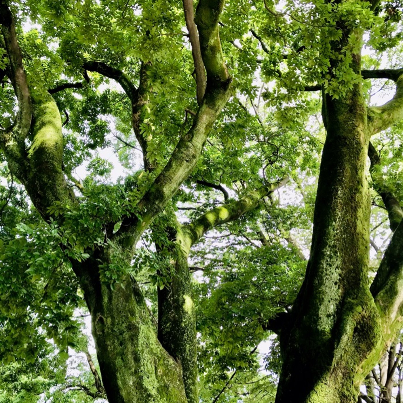 【雑談ラジオ】カルチャーショックについて🌳🏵✨ episode artwork