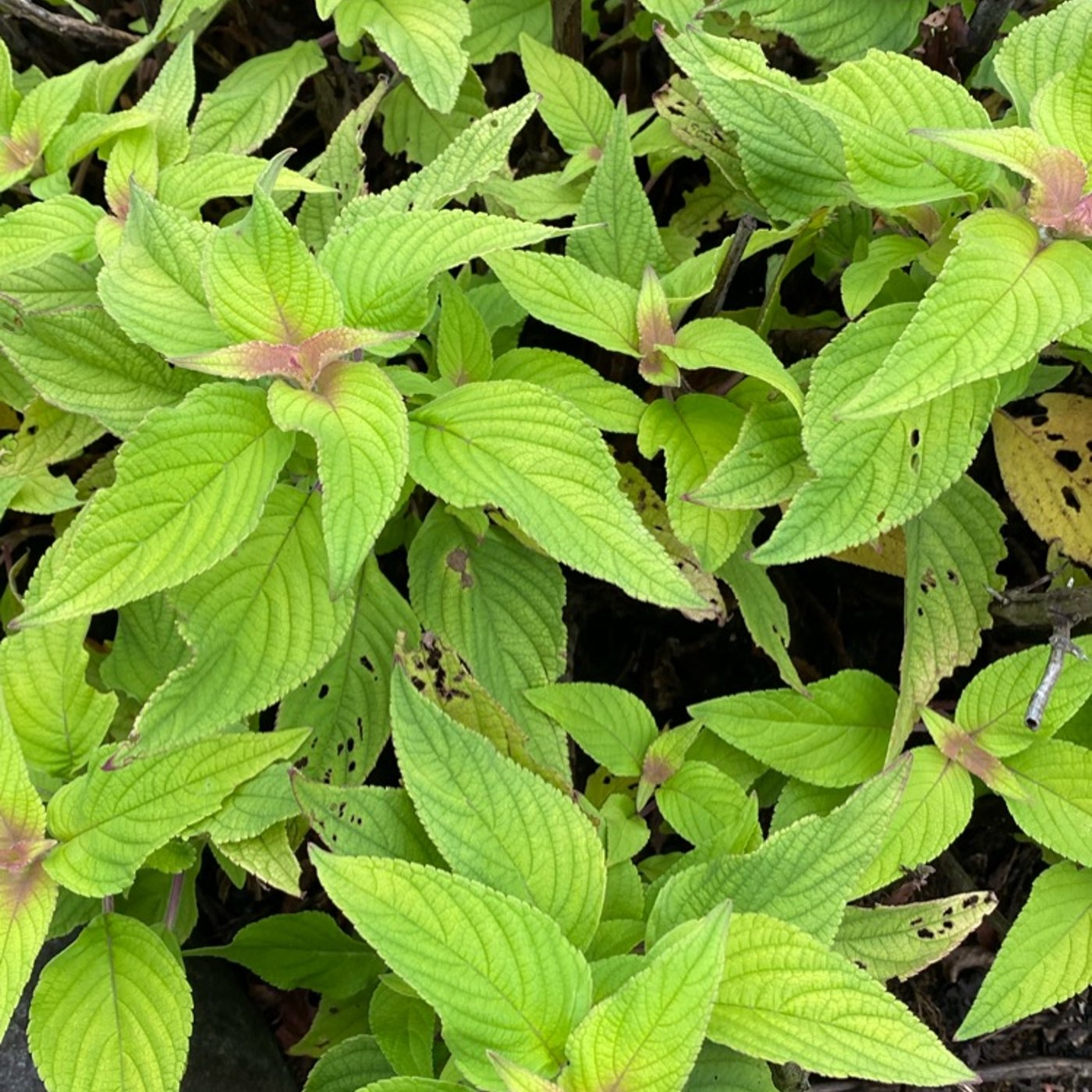 【庭畑通信】とんぼ襲来・だらしなく繁茂・雑草紫蘇・蚊連草ほか◆おひとり収録編 episode artwork