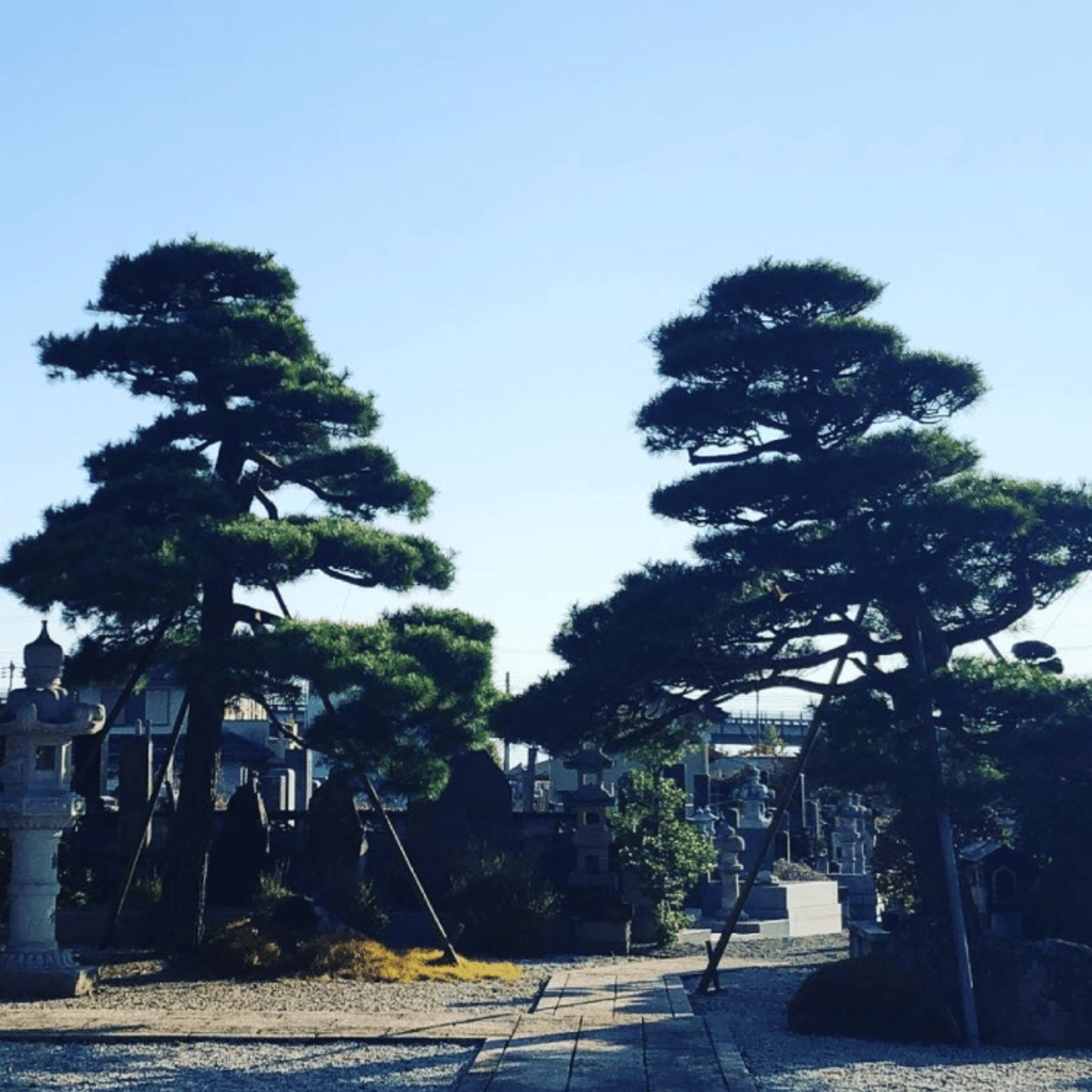 Temple Morning お寺の朝の音をお届けします episode artwork