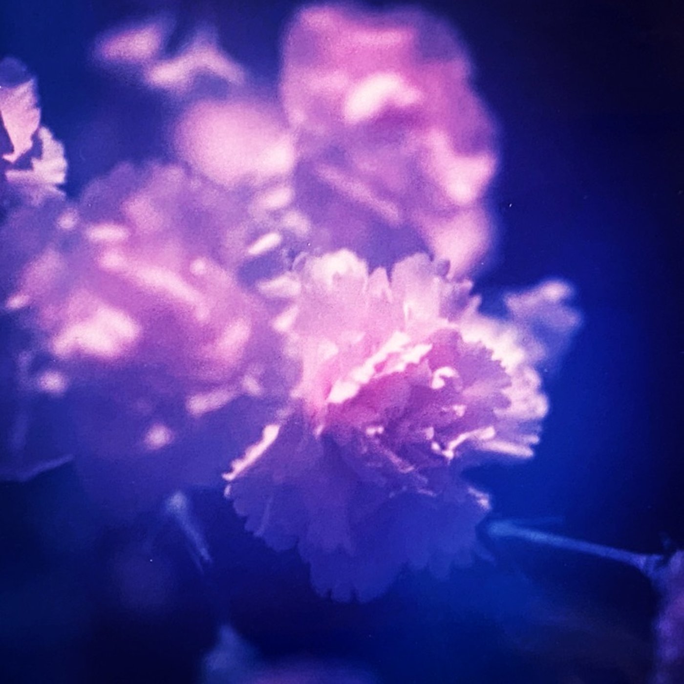 #言葉の花束を💐幻のカーネーション episode artwork