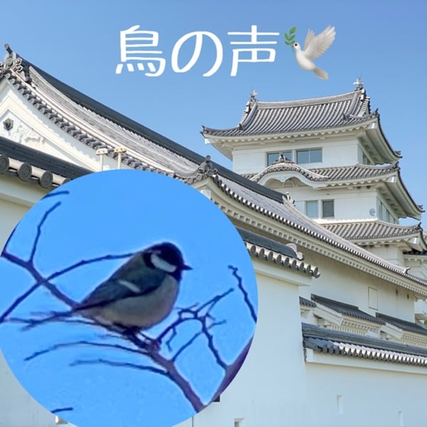 シジュウカラのつがい🦜朝の囀り episode artwork