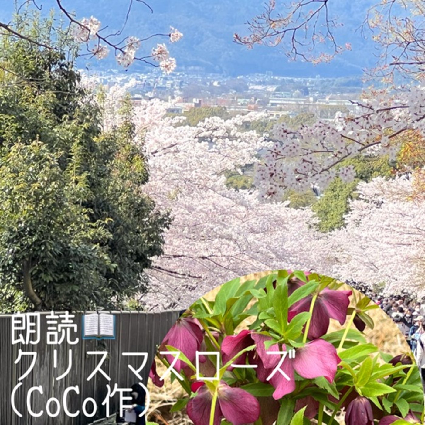 【朗読】クリスマスローズ🌸CoCo作 episode artwork