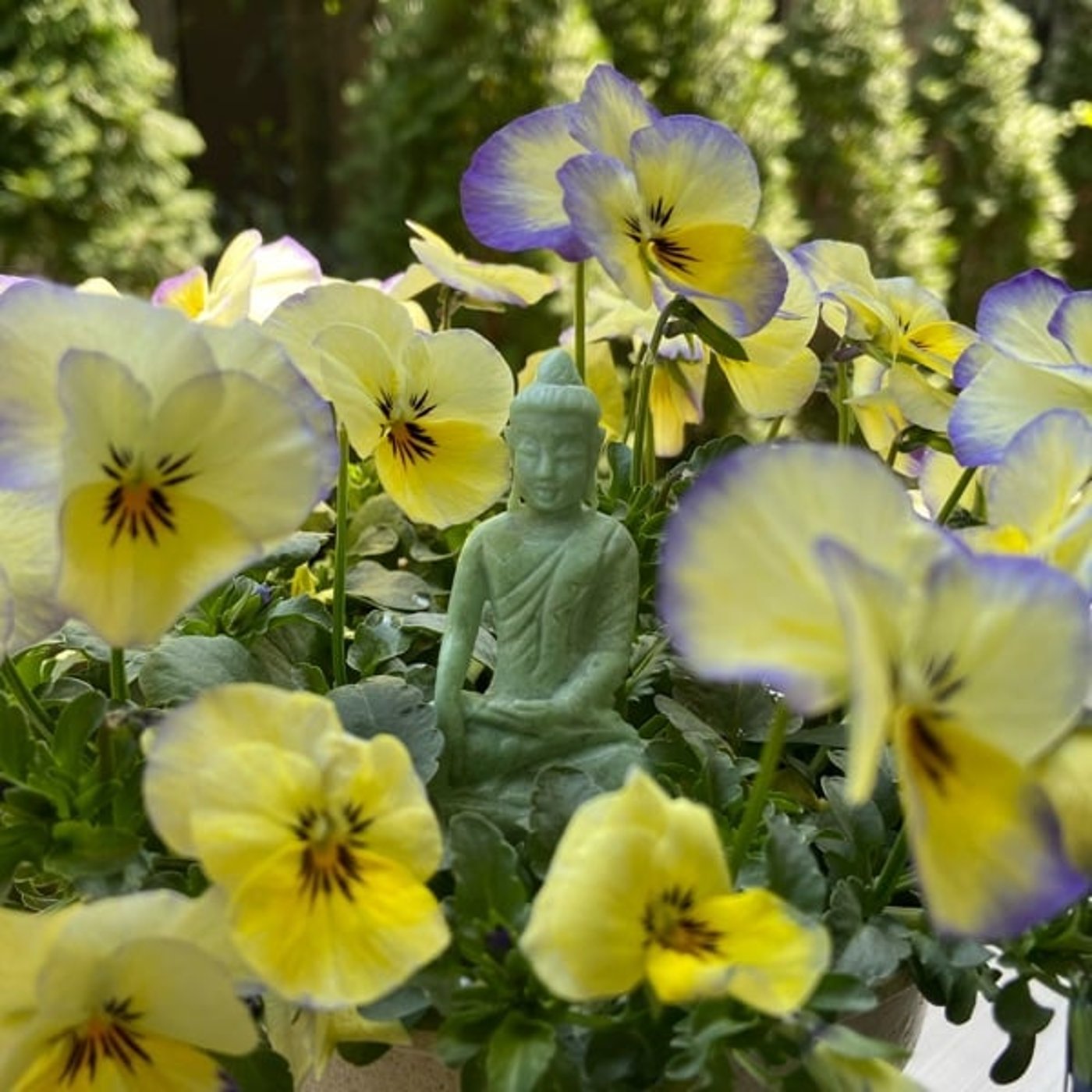 高野山の森とその癒しの香り 高野山の森とその癒しの香り