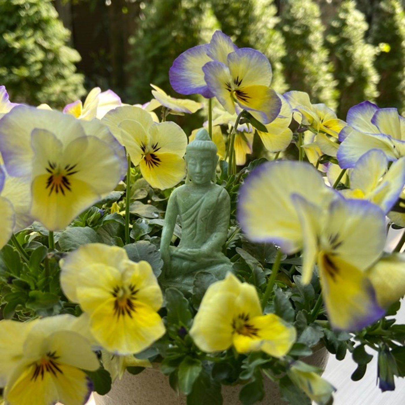 高野槙の香りに注目した、新しいお土産 高野槙の香りに注目した、新しいお土産
