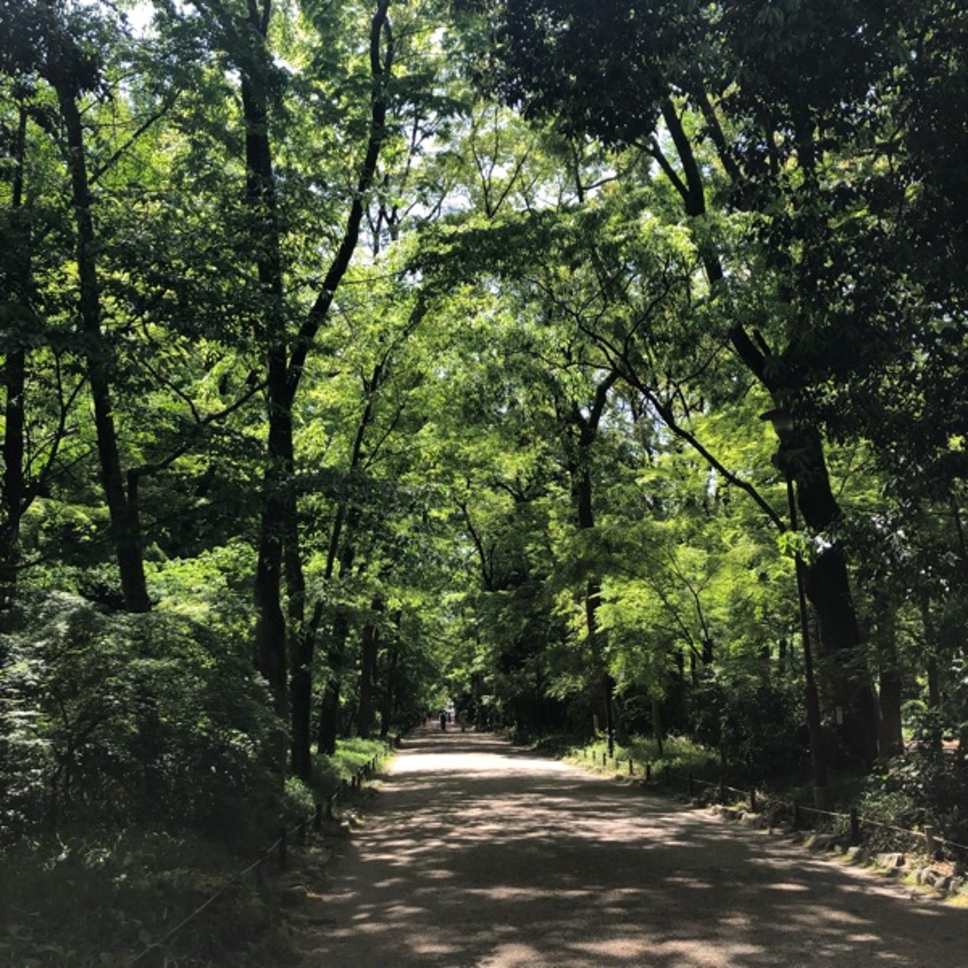 糺の森から　美麗の神様、河合神社へどうぞ episode artwork