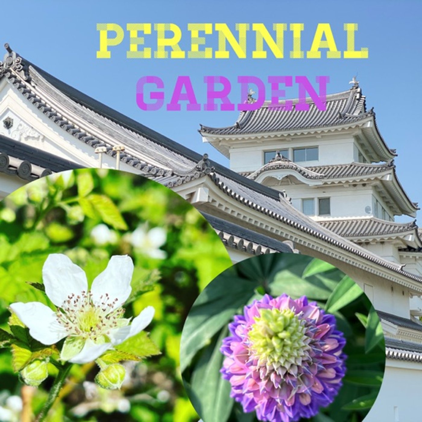 【庭畑通信】ブラックベリー🫐ルピナス💐ルー他◆今日の開花生育状況 episode artwork