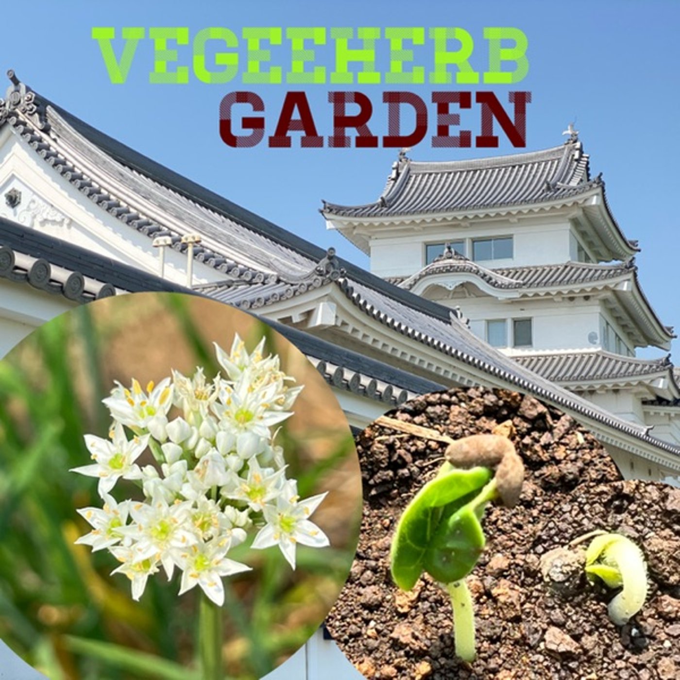 【菜園通信】待望の新芽🌱今年唯一の夏野菜⁉️ episode artwork
