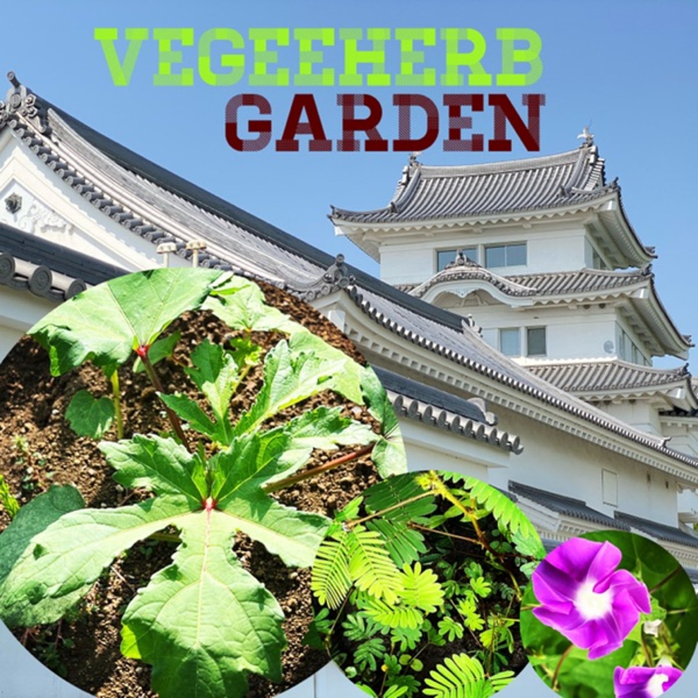 【菜園通信】オクラは間引き悩み中🌱鉢植えの状況🪴 episode artwork