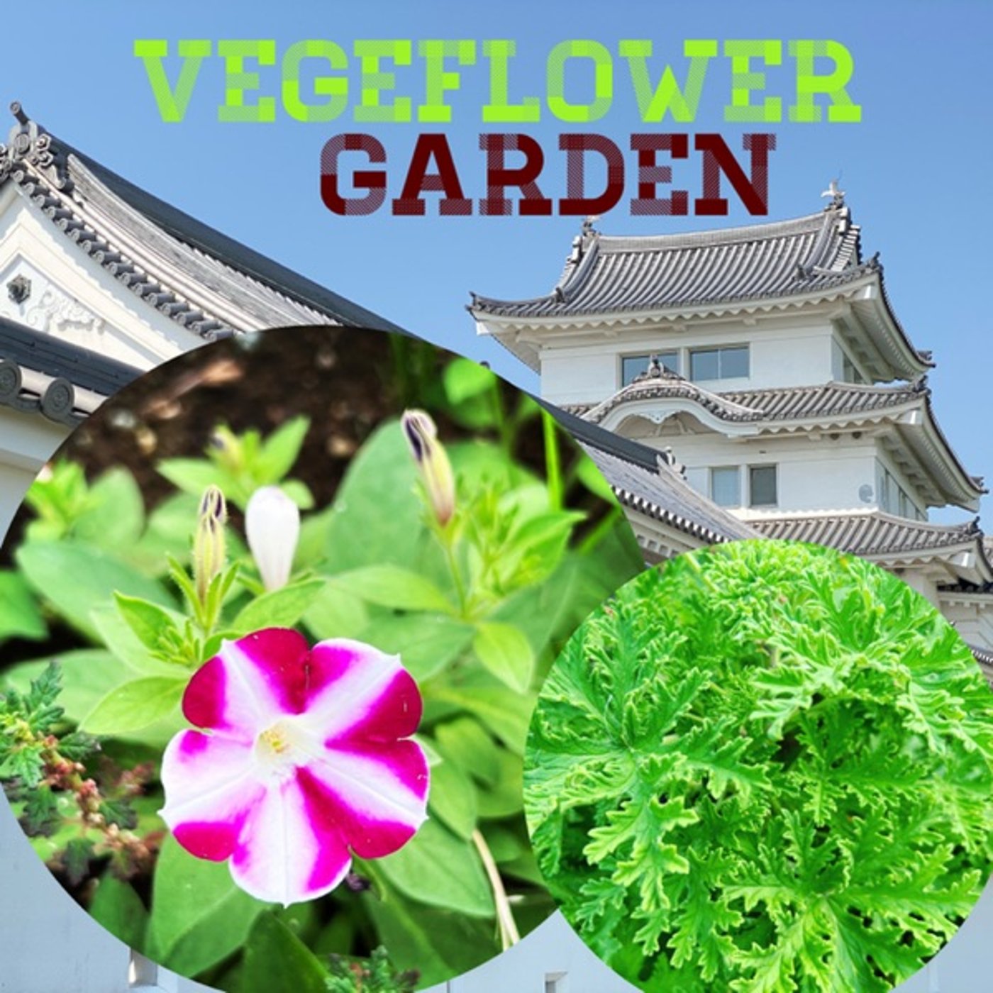 【庭畑通信】芝刈🍀花壇が雑草の楽園化 episode artwork