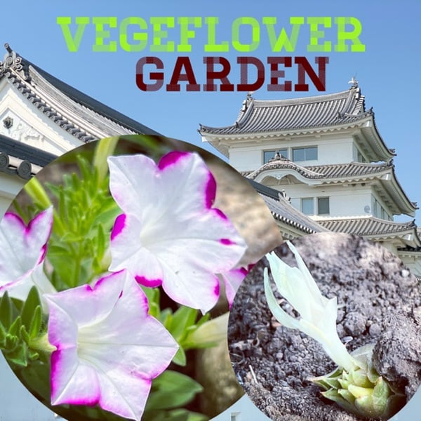 【庭畑通信】オクラ🌸赤山椒🔴ヤーコン生育🍠ミョウガの花やトゲの話とか🤣  episode artwork
