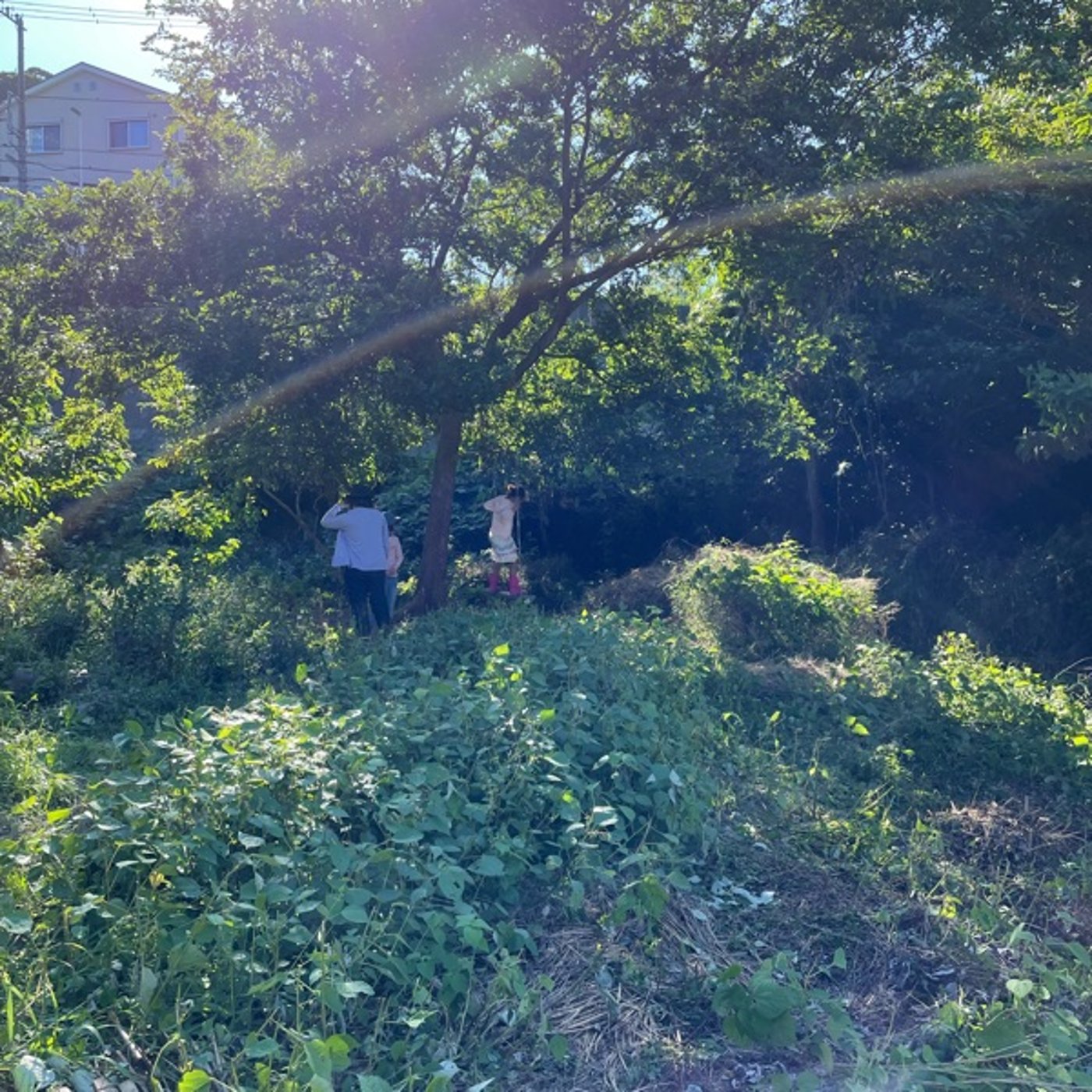 朝のひと言ラジオ #12🌿大切なものは目に見えない、大地の再生 episode artwork
