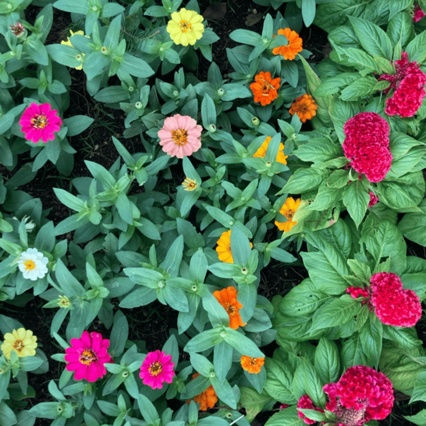 いっしょに洗濯物たたもう！