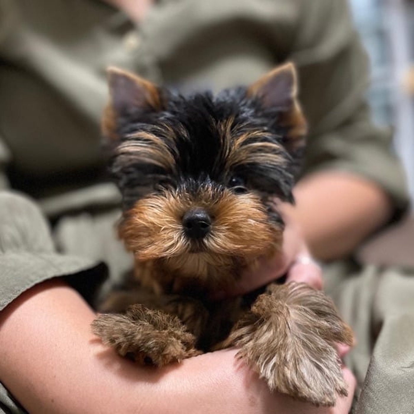 #670 犬と皿洗い