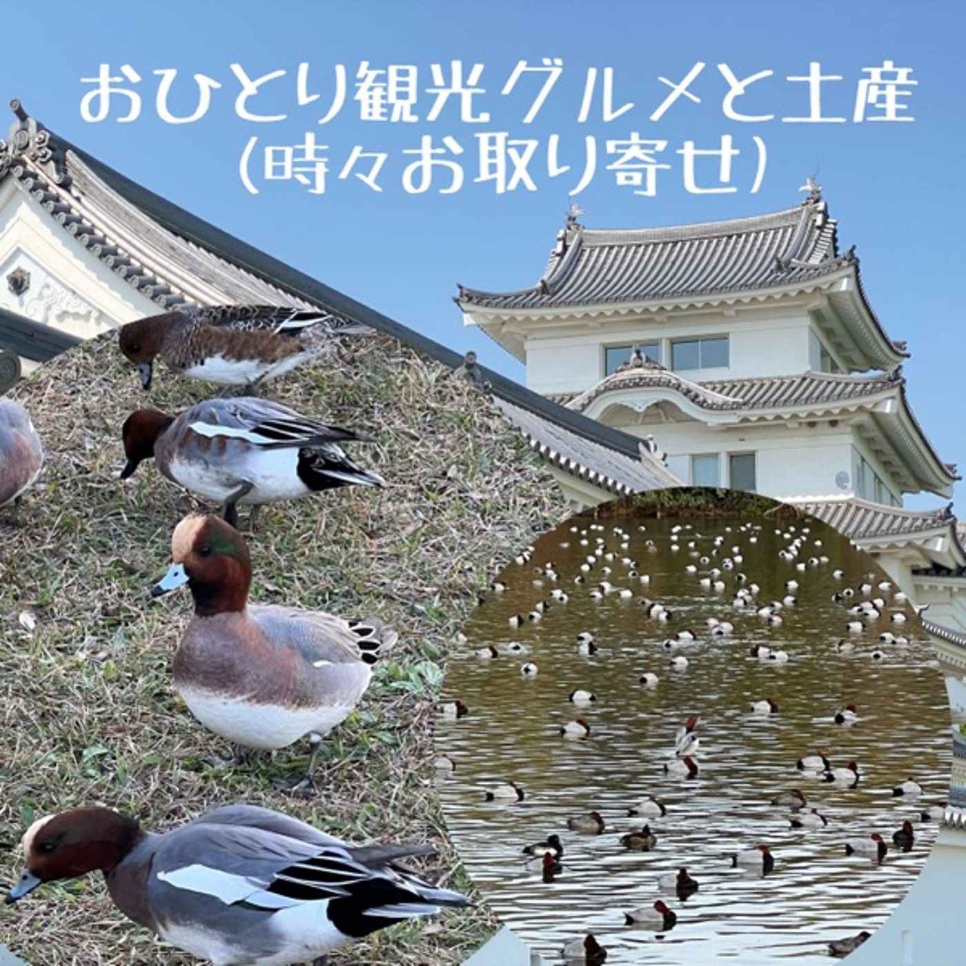 鴨の鳴き声が聞こえるカモ⁉️【東京都県境・水元公園】 episode artwork