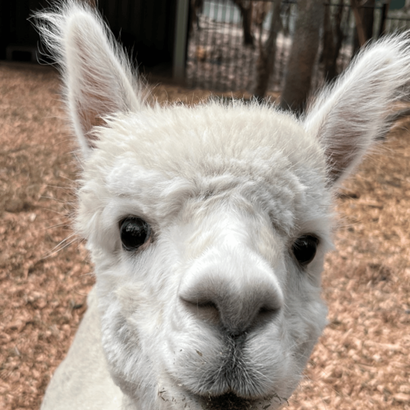オーストラリアでゆる〜い動物園に行ってきたよ🇦🇺 episode artwork