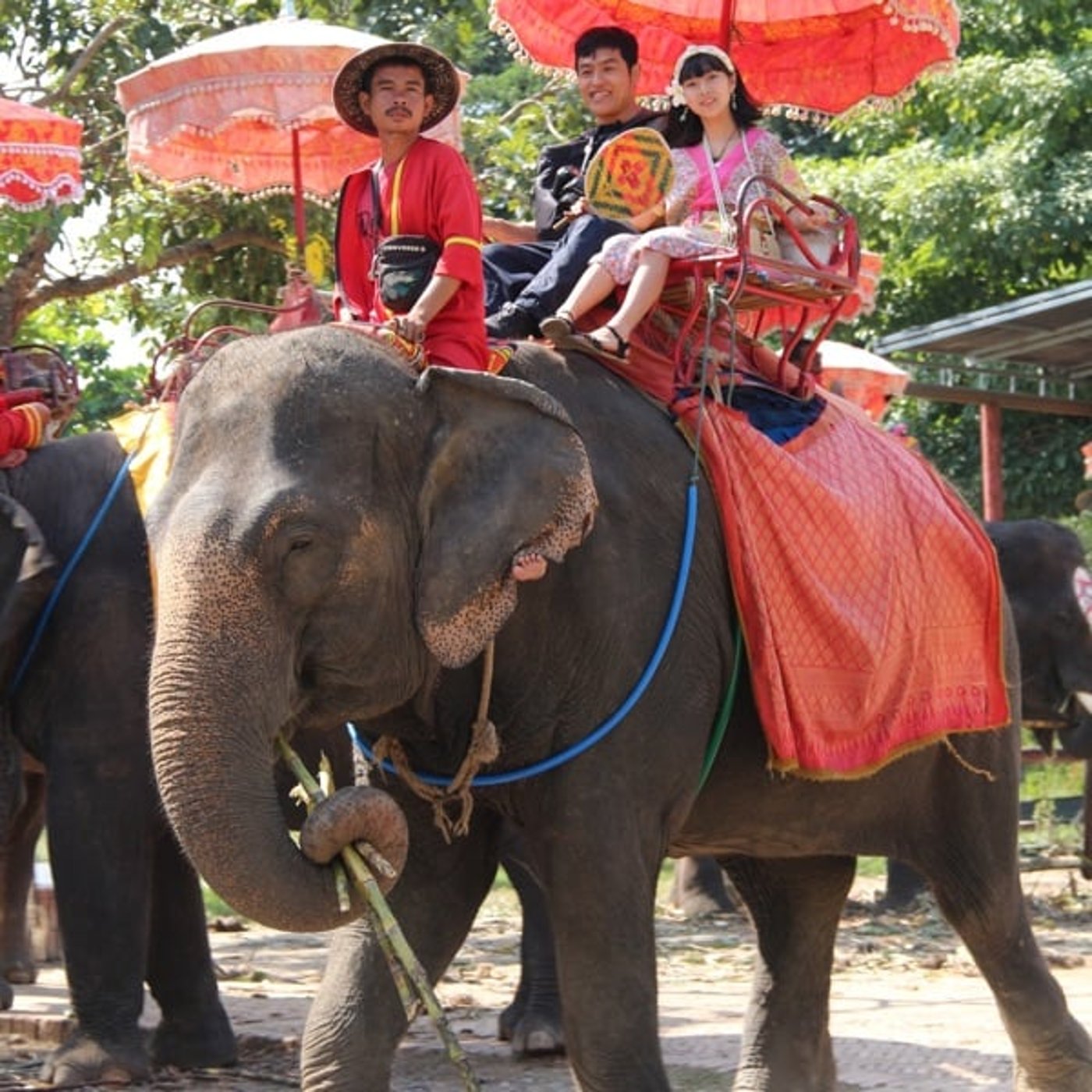 #693 アユタヤの象