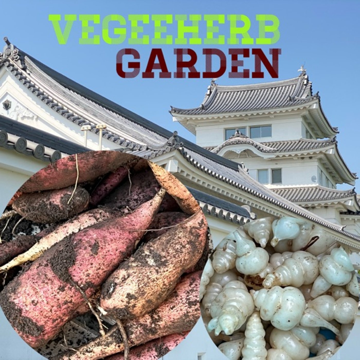 【菜園通信】地中埋設物体🍠🐚を掘り出しました🤣ヤーコンとチョロギ episode artwork