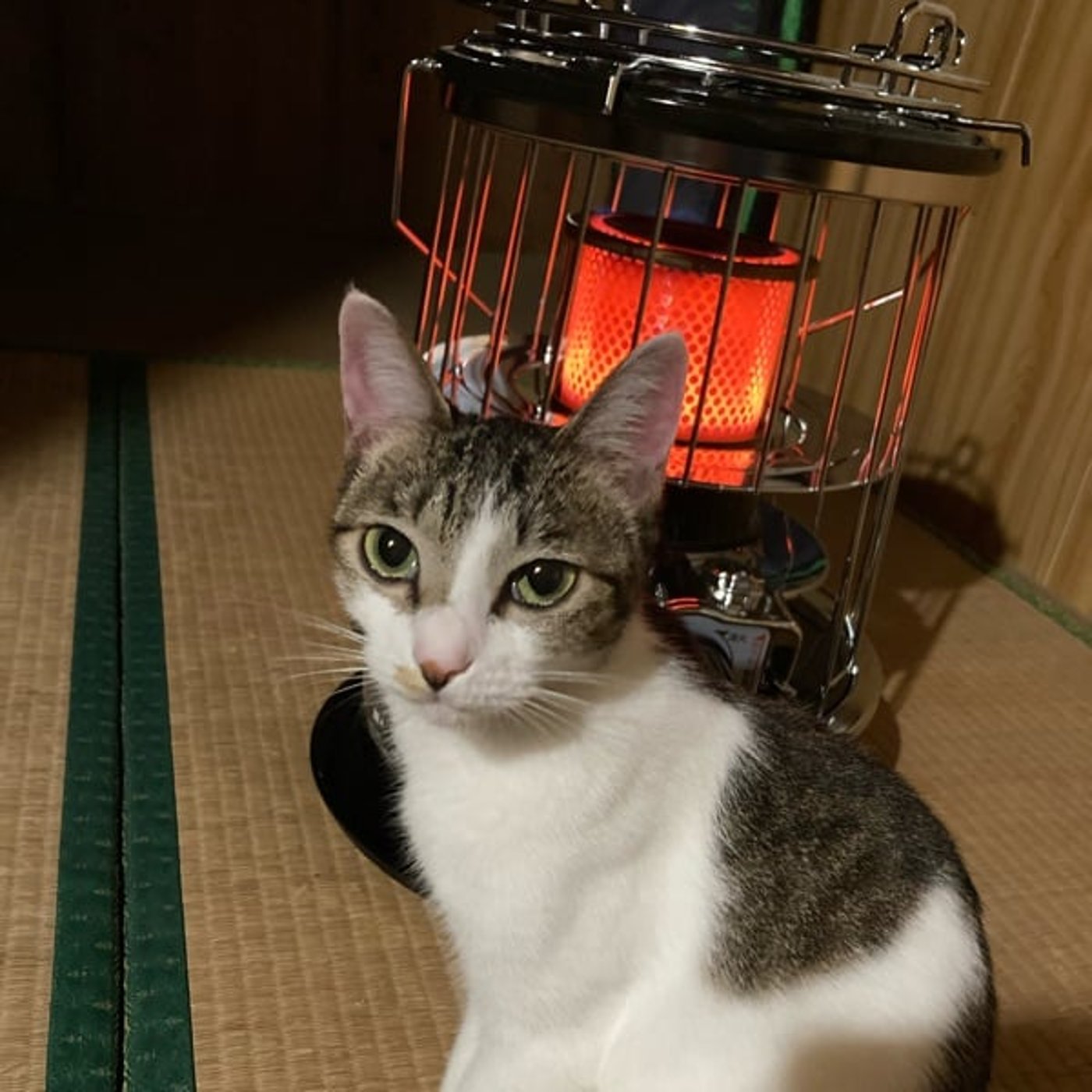 #110.暖房、光熱費の話②寒い部屋の健康的損失。器具別、光熱費比較