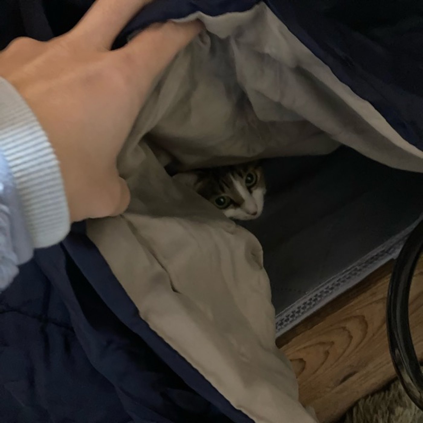 #113.省エネで暖をとる。古民家＋猫飼いが実践している工夫。 episode artwork