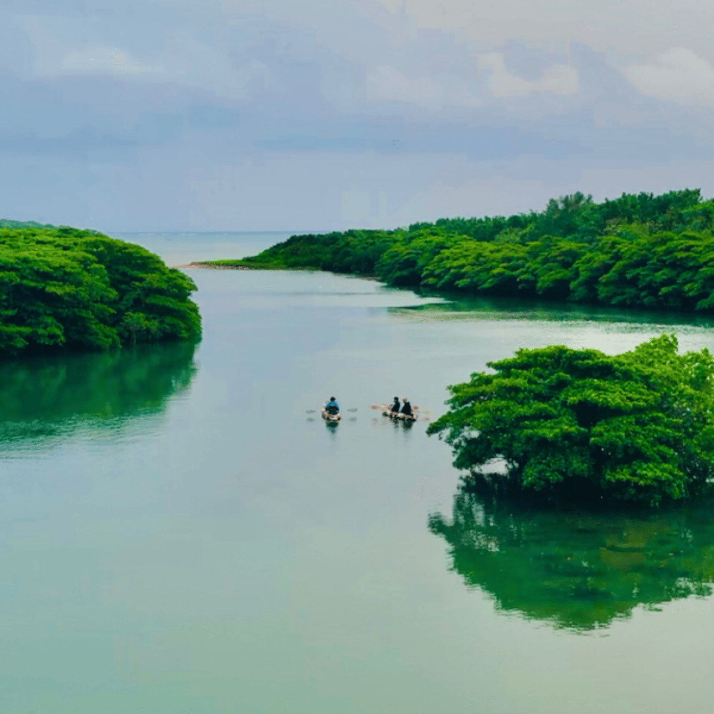 274：石垣島出張でマングローブ林を堪能してきたラッキーを語るラジオ!!