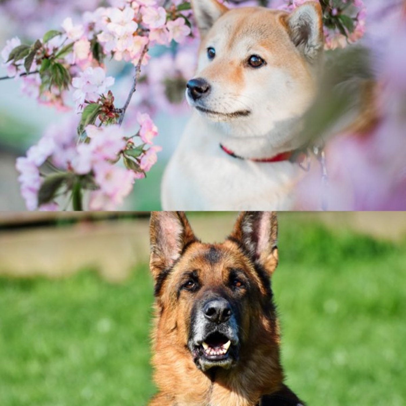 世界の終わりに柴犬と言語学 episode artwork