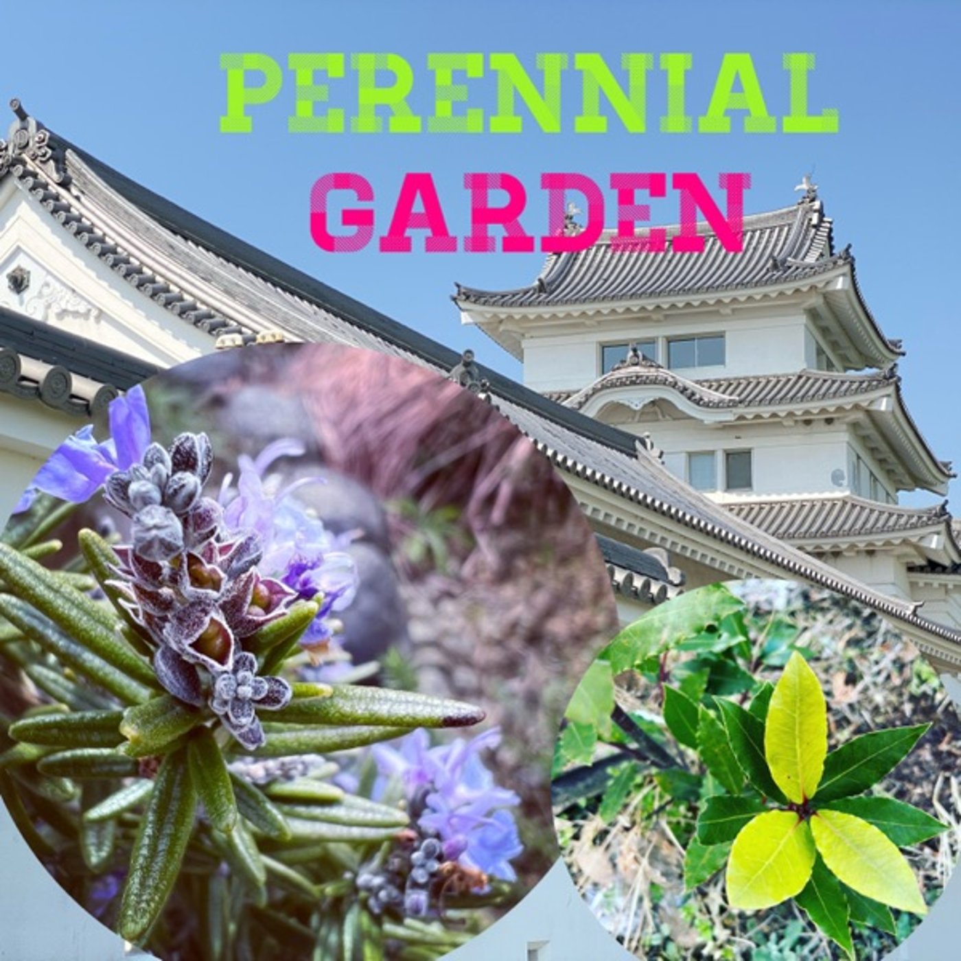 【庭から】草花から伝わる春の気配 episode artwork