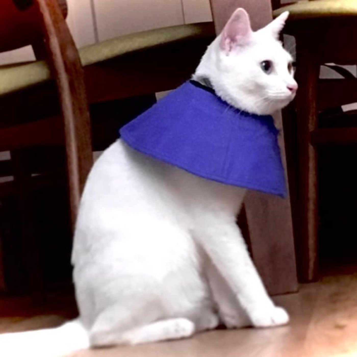 エリザベスカラー