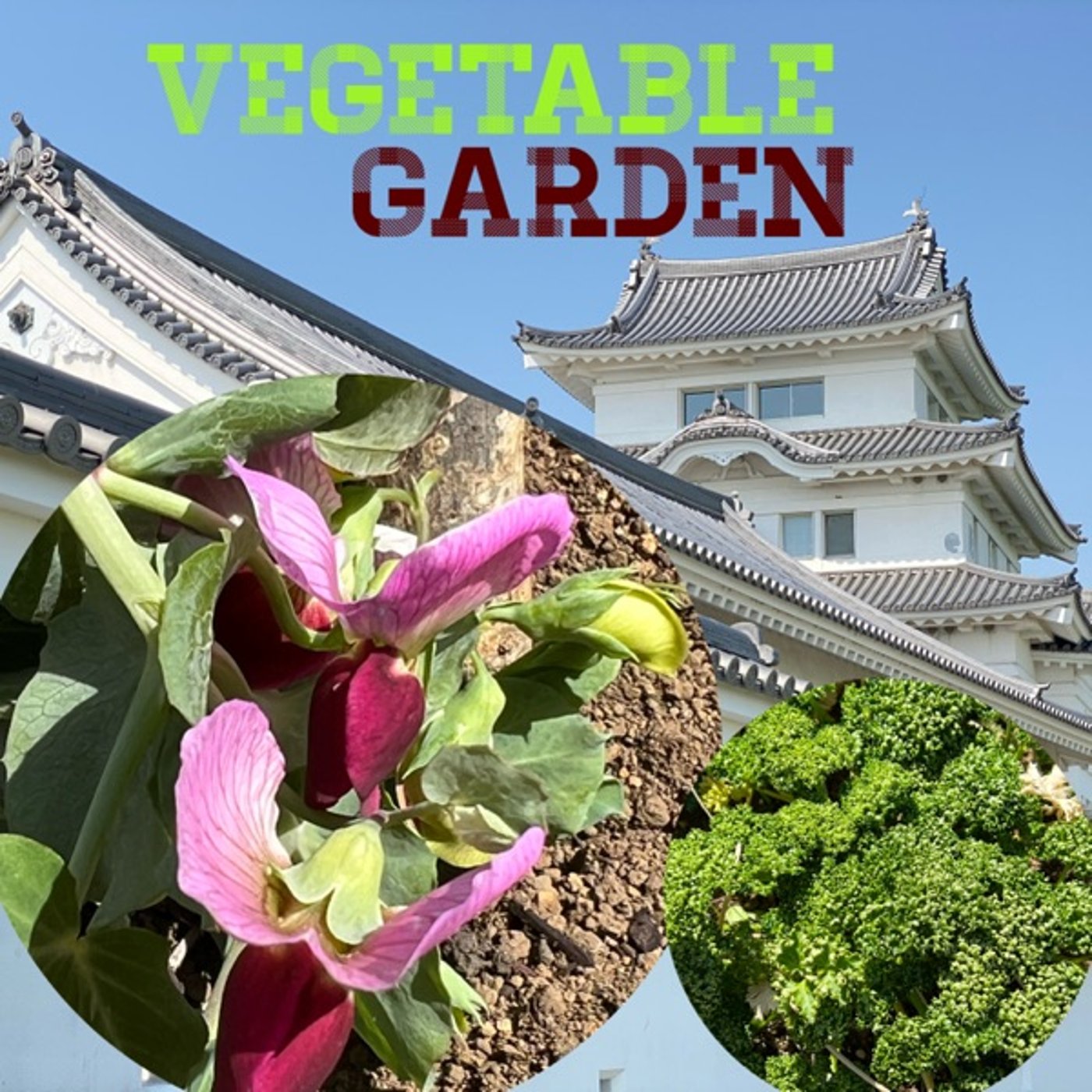 【菜園通信】豆開花🌸パセリ続々☀️LiVE episode artwork