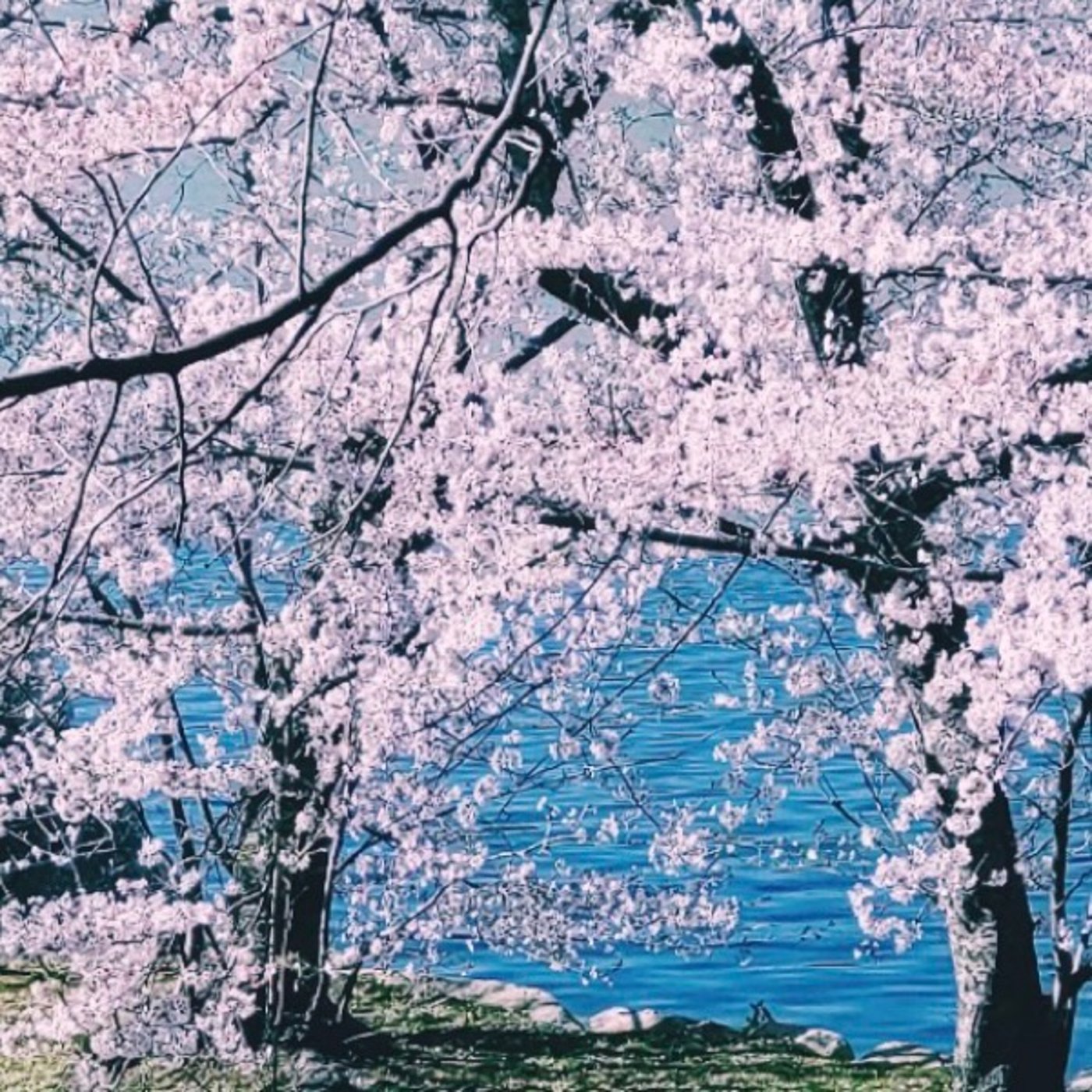 #151朗読「桜」かりん