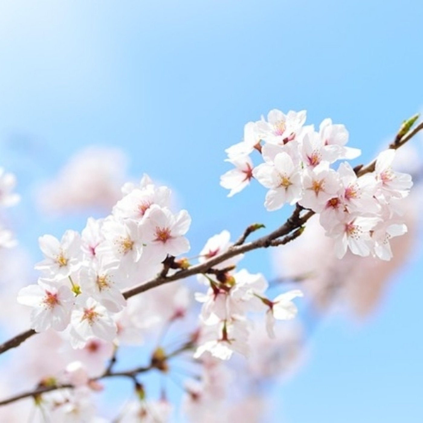 【朗読】桜 episode artwork