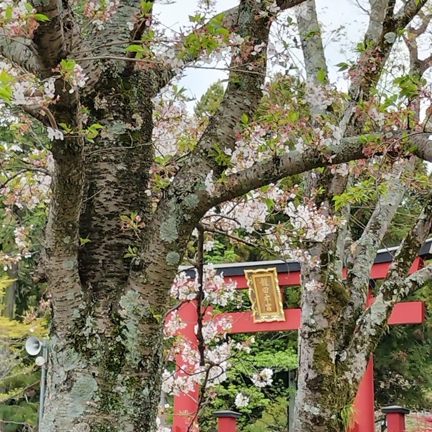 葉桜と龍田大社