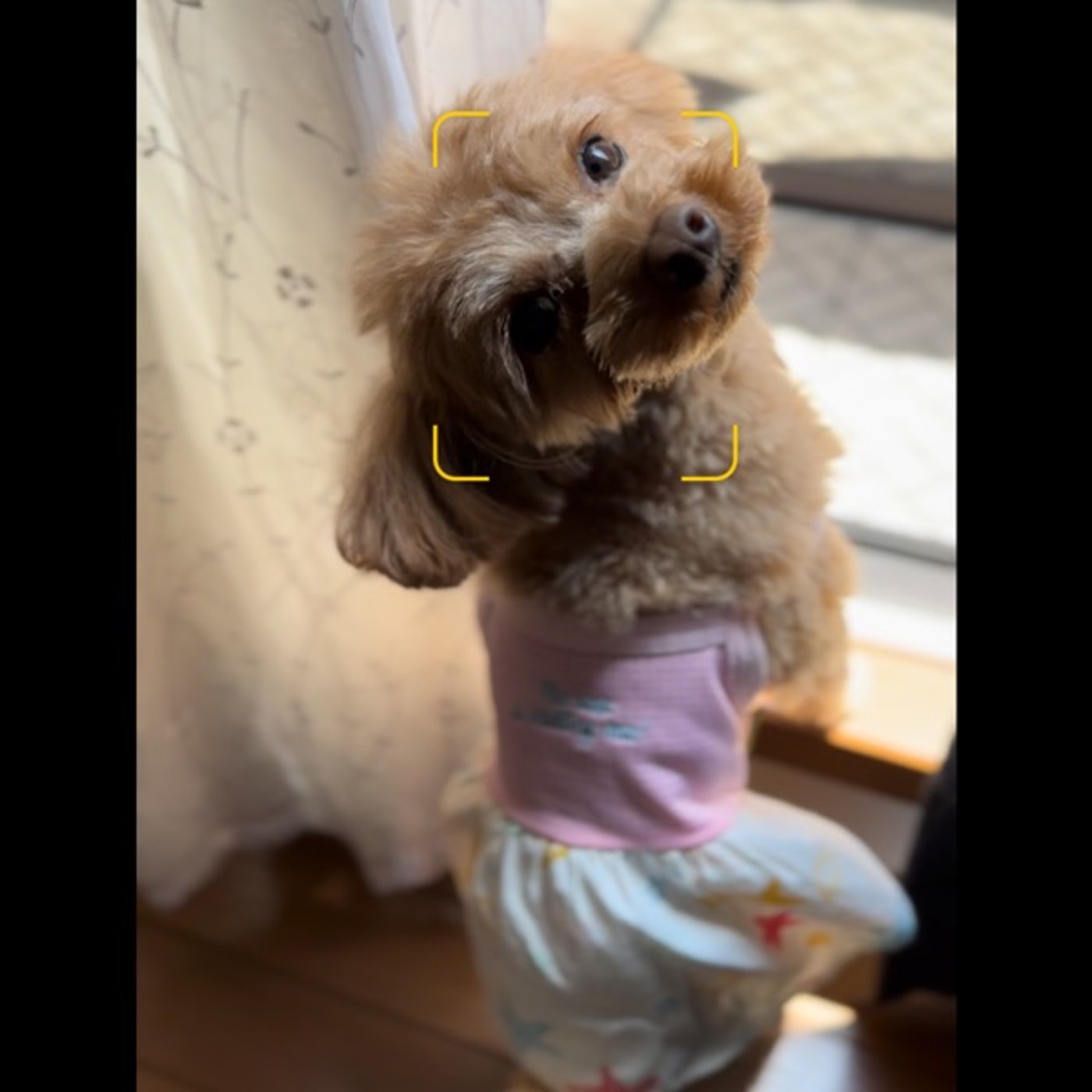 ペットと人間の間で起こる癒し