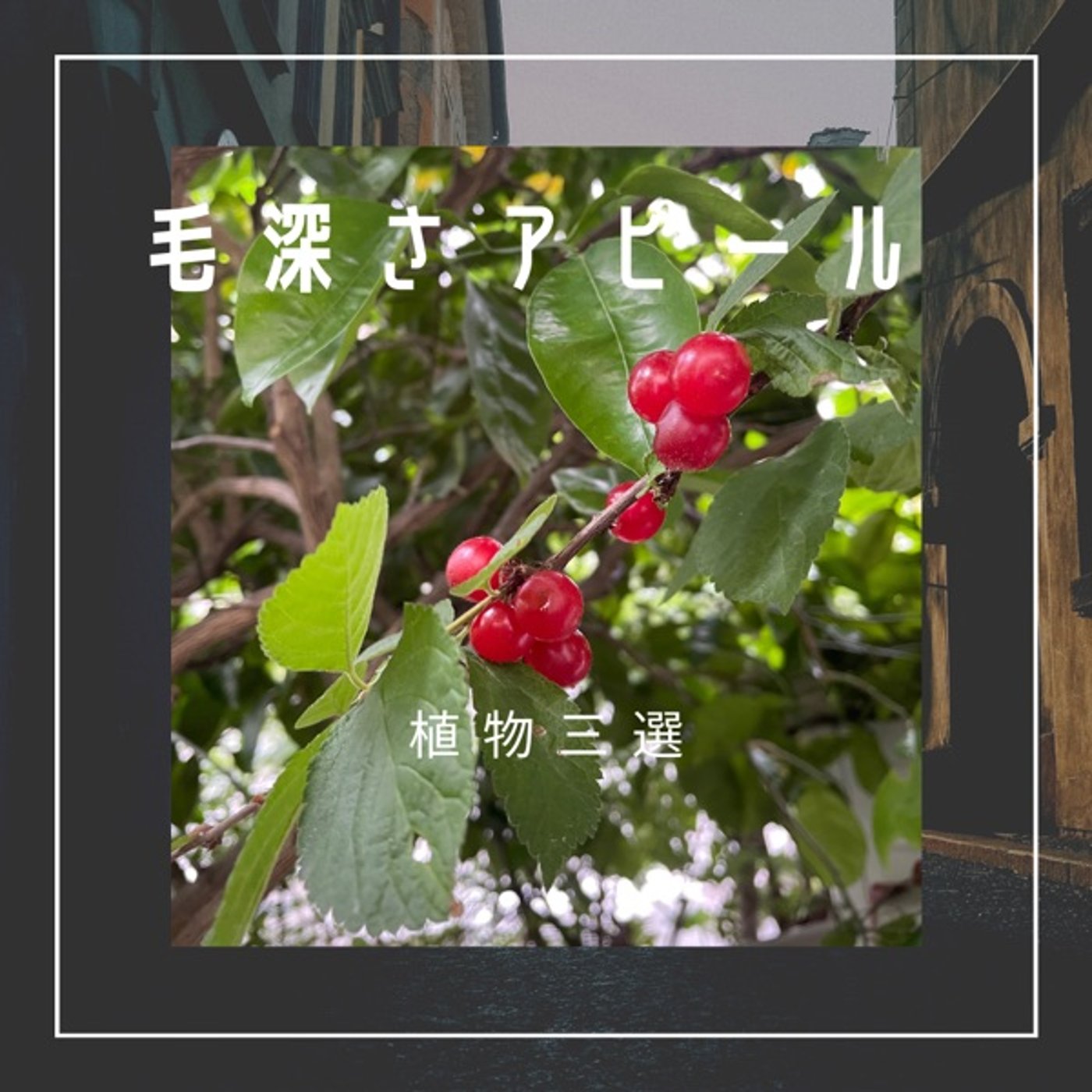 毛深さアピールの可愛いカッコいい植物三選！ episode artwork