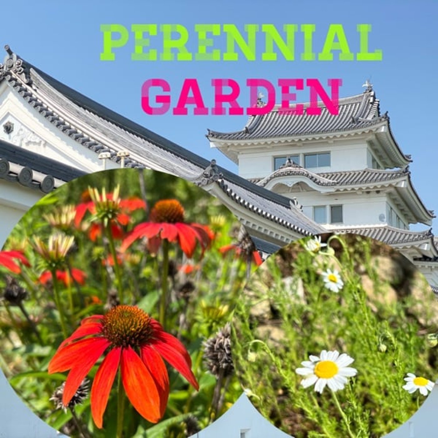 【庭園通信】手入れせずとも咲き乱れてくれる庭の花💐 episode artwork