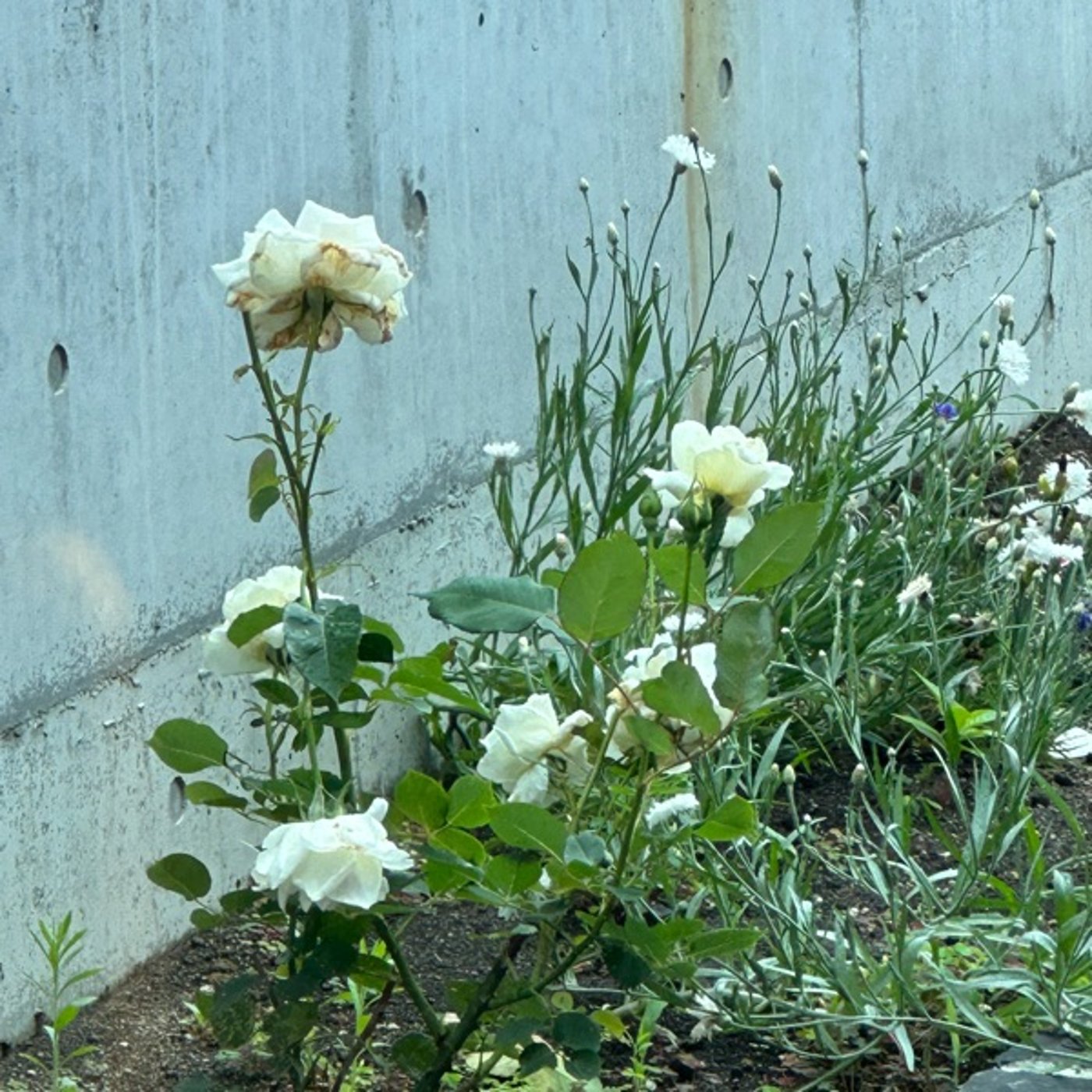 2023.7.6 #717 庭の花とTreadsの話