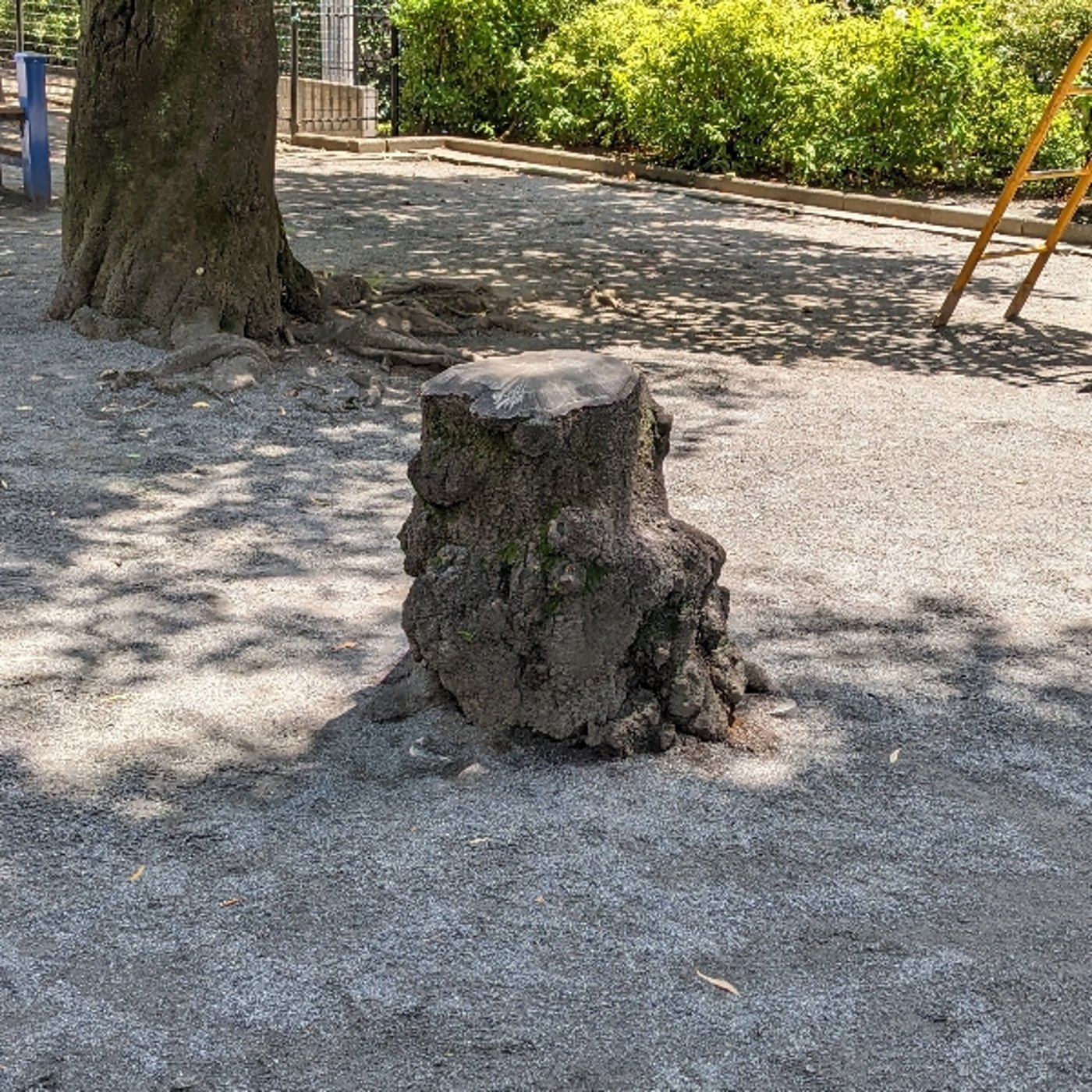「蝉の声マニアのみが知る蝉の秘密とは？」