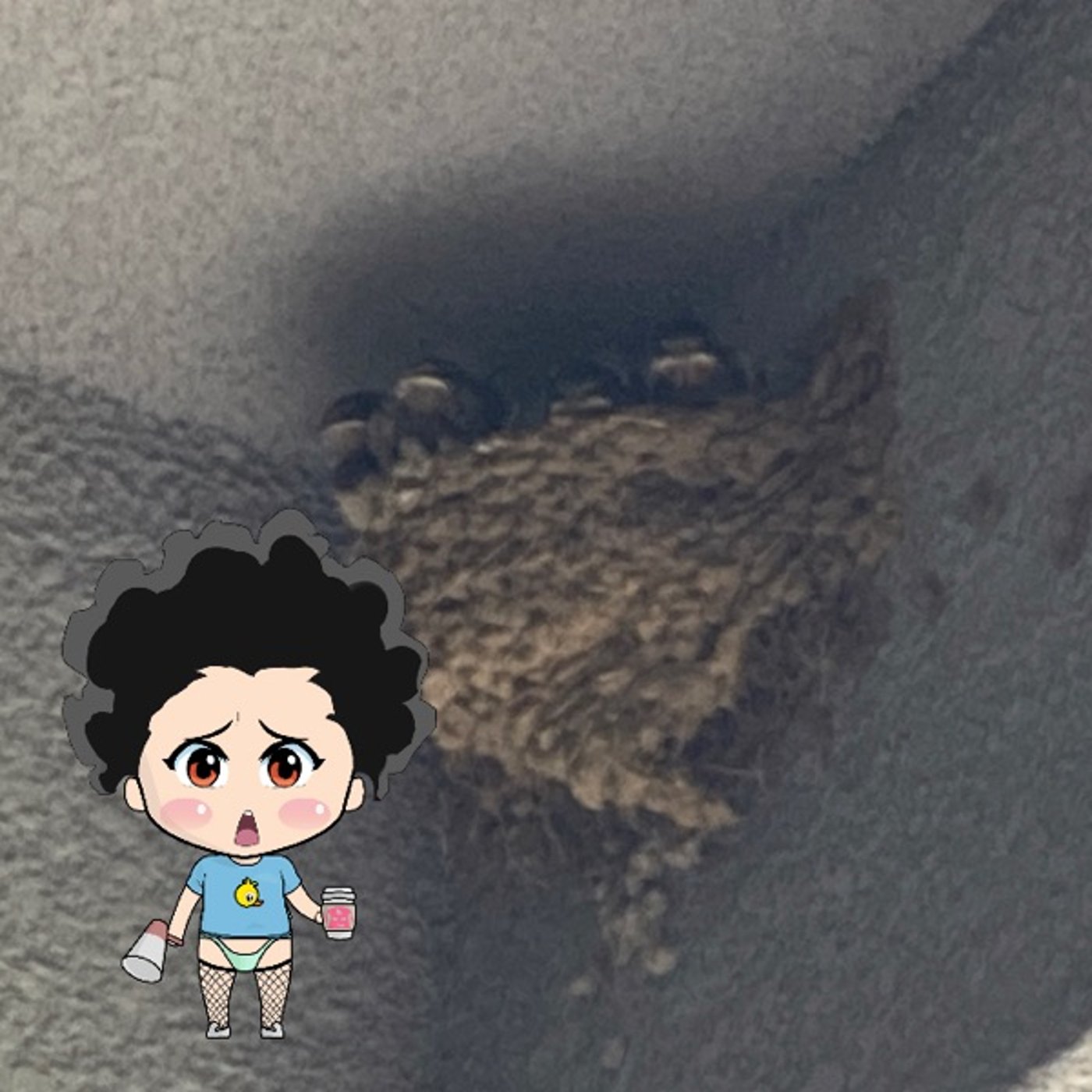 ヒナが孵っております🤭🤭 episode artwork