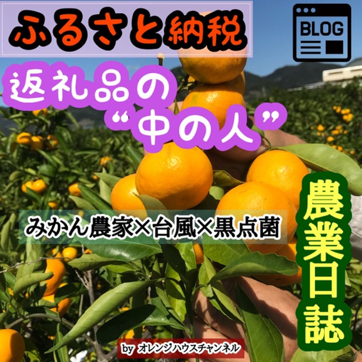 みかん農家×台風×黒点菌【農業日誌】 episode artwork