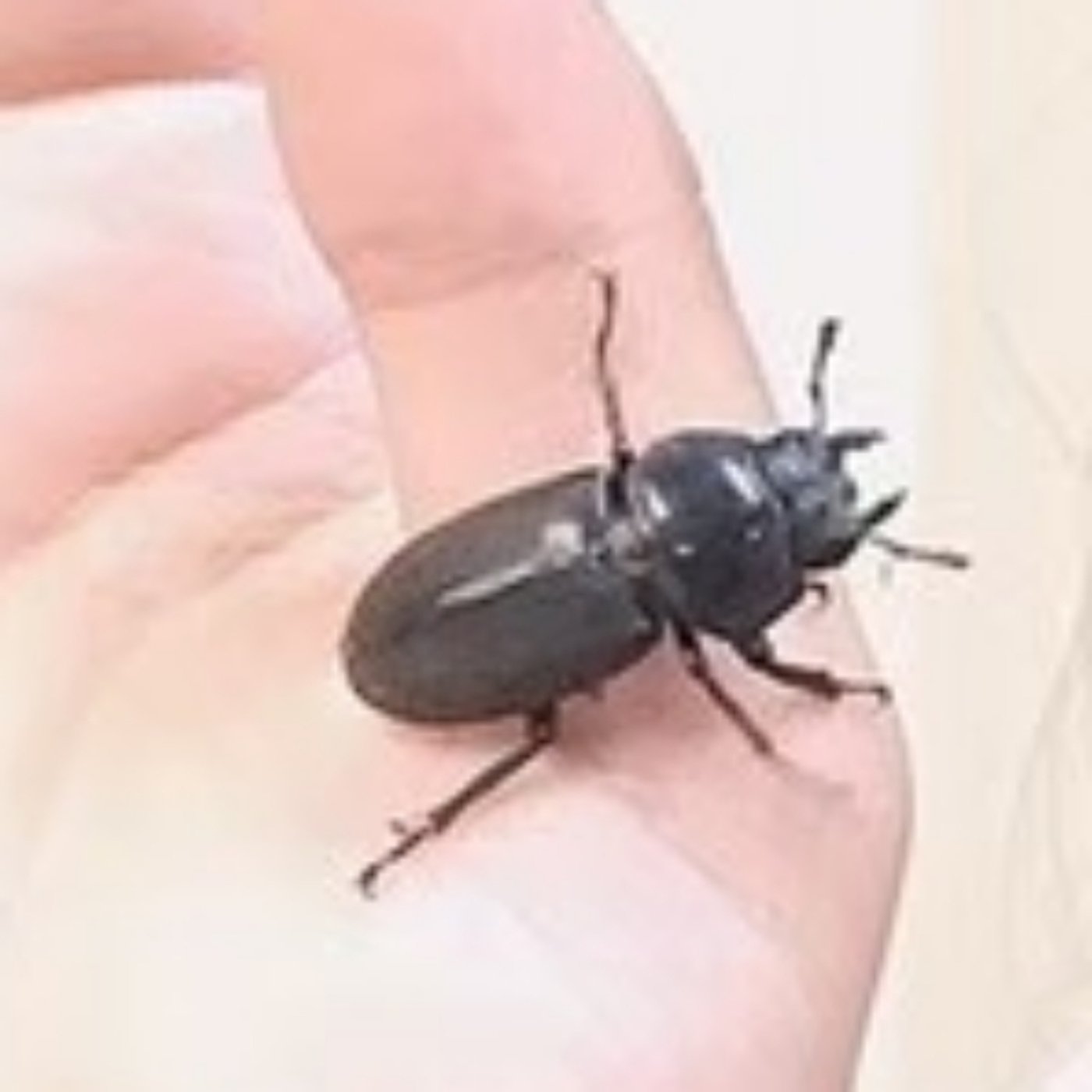 「クワガタ軍隊のルールとは？」