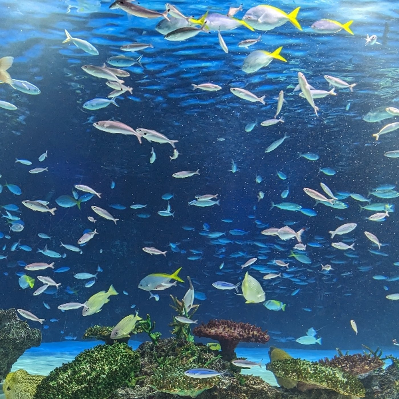 「魚界のキラキラネームとは？」