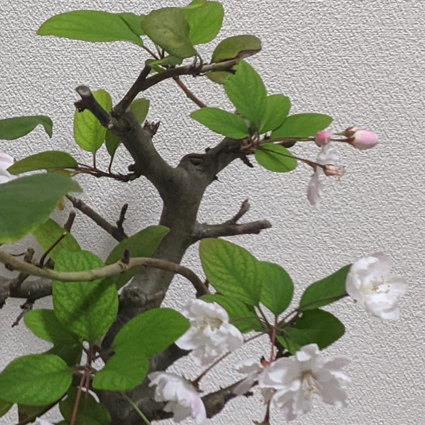 「こんな盆栽は嫌だ、どんな盆栽？」
