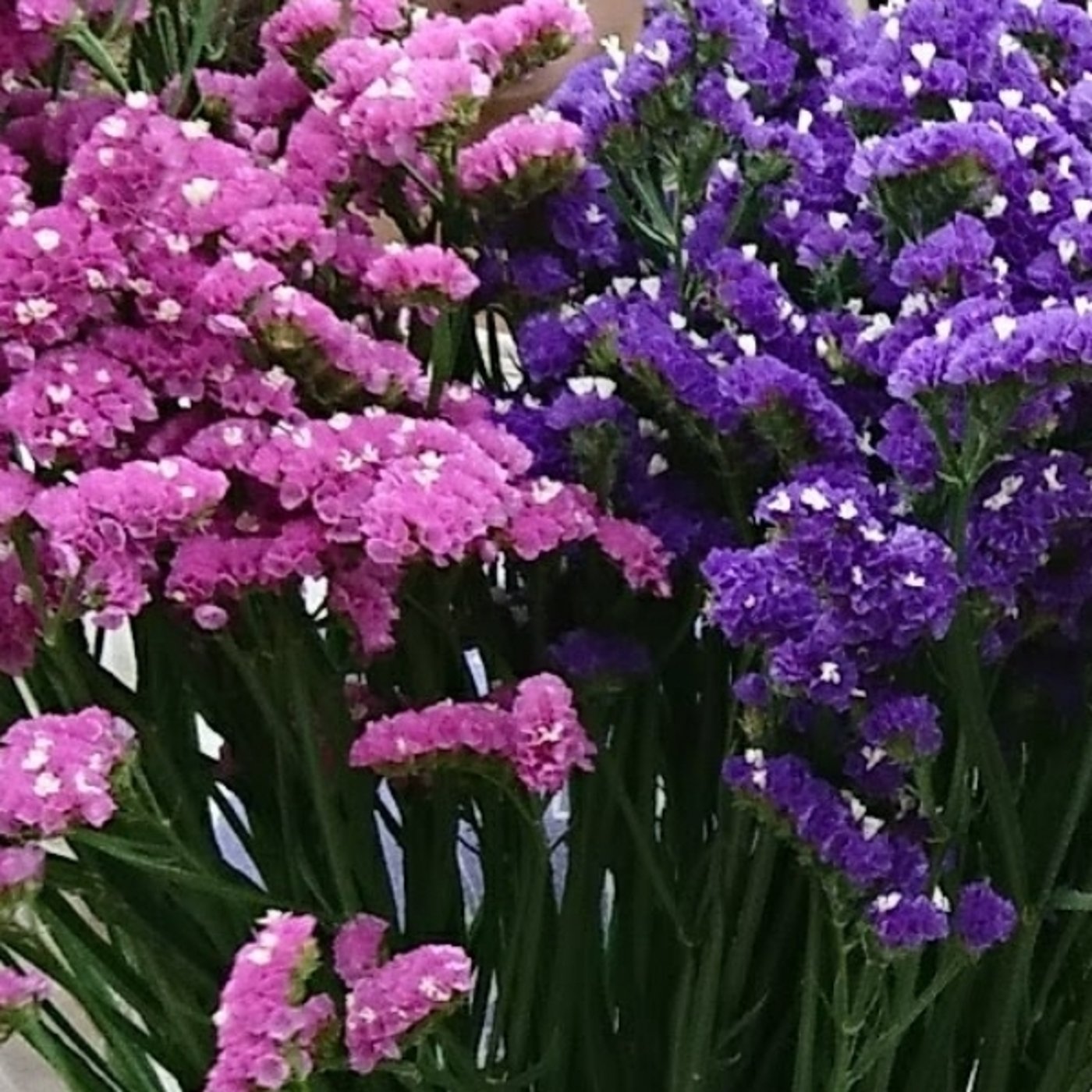 「こんな花いちもんめは嫌だ、どんな花いちもんめ？」